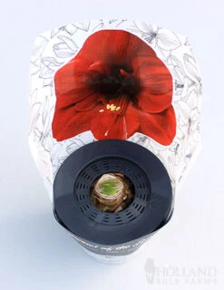 Menu Peppermint Swirl Amaryllis Trio Collection -Holland Bulb Farms 92210 pre potted barbosa 2 1