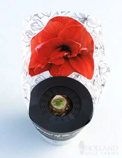 Menu Potted Amaryllis Trio Collection -Holland Bulb Farms 92211 pre potted bingo 2 1