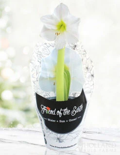 Menu Intokazi Potted Amaryllis - Gift Ready