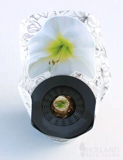 Menu Peppermint Swirl Amaryllis Trio Collection -Holland Bulb Farms 92212 pre potted intokazi 2