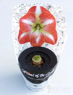 Menu Potted Amaryllis Trio Collection -Holland Bulb Farms 92213 pre potted minerva 2 1