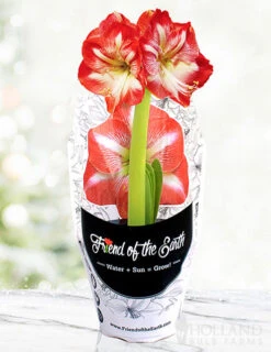 Menu Minerva Potted Amaryllis - Gift Ready