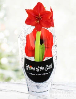 Menu Potted Amaryllis Trio Collection -Holland Bulb Farms 92214 pre potted red lion 1