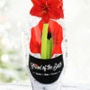 Menu Red Lion Potted Amaryllis - Gift Ready -Holland Bulb Farms 92214 pre potted red lion