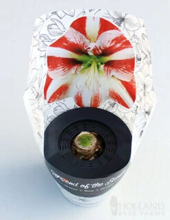 Menu Peppermint Swirl Amaryllis Trio Collection -Holland Bulb Farms 92215 pre potted super star 2
