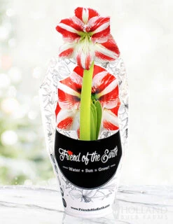 Menu Peppermint Swirl Amaryllis Trio Collection -Holland Bulb Farms 92215 pre potted super star