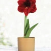 Menu Burgundy Potted Amaryllis Gift Box - Gold Round -Holland Bulb Farms 92216 barbosa potted amaryllis gold round