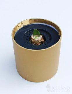 Menu Burgundy Potted Amaryllis Gift Box - Gold Round -Holland Bulb Farms 92216 barbosa potted amaryllis gold round 2