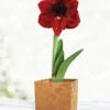 Menu Burgundy Potted Amaryllis Gift Box - Gold Square -Holland Bulb Farms 92217 barbosa potted amaryllis gold square