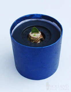 Menu White Potted Amaryllis Gift Box - Blue Round -Holland Bulb Farms 92218 intokazi potted amaryllis blue round 2