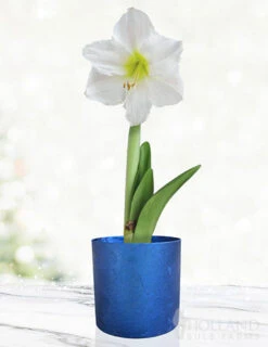 Menu White Potted Amaryllis Gift Box - Blue Round