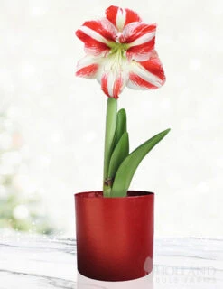 Menu Bi-Colored Potted Amaryllis Gift Box - Burgundy Round