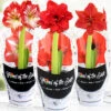 Menu Potted Amaryllis Trio Collection -Holland Bulb Farms 92223 potted amaryllis trio collection