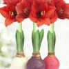 Menu Spring Waxed Amaryllis Collection (3-Pack) -Holland Bulb Farms 92225 spring waxed amaryllis collection 3