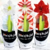 Menu Peppermint Swirl Amaryllis Trio Collection -Holland Bulb Farms 92226 peppermint swirl collection