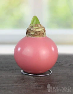 Menu Easter Waxed Amaryllis Collection -Holland Bulb Farms 92230 pink petals waxed amaryllis 2