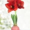 Menu Pink Petals Waxed Amaryllis 2 Menu Pink Petals Waxed Amaryllis -Holland Bulb Farms 92230 pink petals waxed amaryllis 3 1