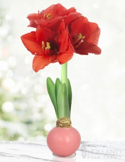 Menu Easter Waxed Amaryllis Collection -Holland Bulb Farms 92230 pink petals waxed amaryllis 3