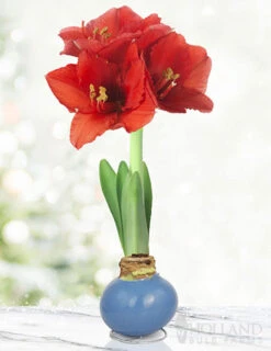 Menu American Spirit Waxed Amaryllis Collection -Holland Bulb Farms 92231 blue skies waxed amaryllis 3 1