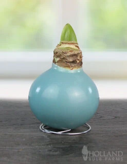 Menu Easter Waxed Amaryllis Collection -Holland Bulb Farms 92232 robins egg waxed amaryllis 2