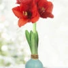 Menu Robin's Egg Waxed Amaryllis 1 Menu Robin's Egg Waxed Amaryllis -Holland Bulb Farms 92232 robins egg waxed amaryllis 3 1