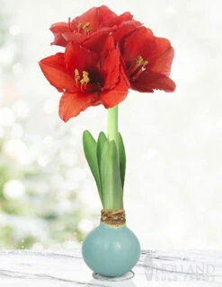Menu Easter Waxed Amaryllis Collection -Holland Bulb Farms 92232 robins egg waxed amaryllis 3
