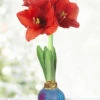 Menu Spring Blooms Waxed Amaryllis -Holland Bulb Farms 92234 spring blooms waxed amaryllis 3