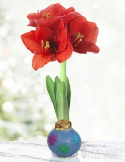 Menu Spring Blooms Waxed Amaryllis