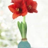 Menu Easter Picasso Waxed Amaryllis