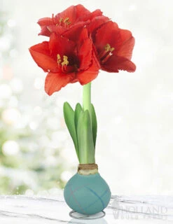 Menu Easter Picasso Waxed Amaryllis
