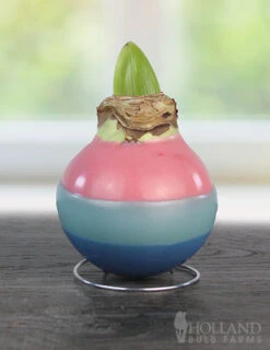 Menu Easter Egg Waxed Amaryllis -Holland Bulb Farms 92236 easter egg waxed amaryllis 2