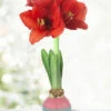 Menu Easter Egg Waxed Amaryllis -Holland Bulb Farms 92236 easter egg waxed amaryllis 3