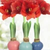 Menu Easter Waxed Amaryllis Collection -Holland Bulb Farms 92237 easter waxed amaryllis collection 3