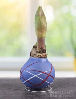 Menu Stars & Stripes Waxed Amaryllis Collection 13 Menu Stars & Stripes Waxed Amaryllis Collection -Holland Bulb Farms 92238 fireworks picasso waxed amaryllis 2