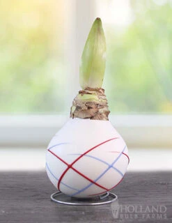 Menu Stars & Stripes Waxed Amaryllis Collection 15 Menu Stars & Stripes Waxed Amaryllis Collection -Holland Bulb Farms 92239 sparkler picasso waxed amaryllis 2 1