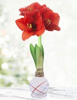 Menu Stars & Stripes Waxed Amaryllis Collection 14 Menu Stars & Stripes Waxed Amaryllis Collection -Holland Bulb Farms 92239 sparkler picasso waxed amaryllis 3 1