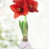 Menu Sparkler Picasso Waxed Amaryllis -Holland Bulb Farms 92239 sparkler picasso waxed amaryllis 3