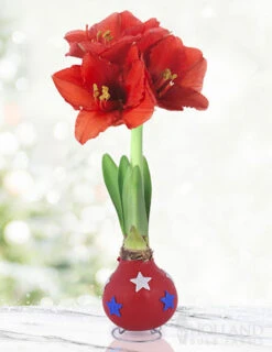 Menu Star Spangled Waxed Amaryllis