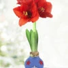 Menu Freedom Waxed Amaryllis 2 Menu Freedom Waxed Amaryllis -Holland Bulb Farms 92241 freedom waxed amaryllis 3