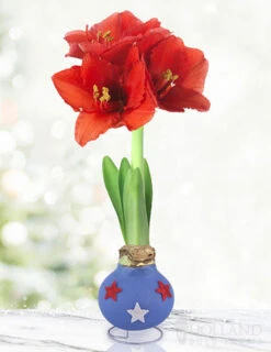 Menu Freedom Waxed Amaryllis