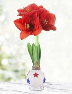 Menu Liberty Waxed Amaryllis