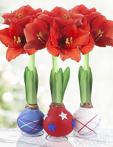 Menu Stars & Stripes Waxed Amaryllis Collection 3 Menu Stars & Stripes Waxed Amaryllis Collection