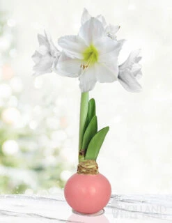 Menu Pink Cloud Waxed Amaryllis