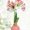 Menu Jelly Bean Waxed Amaryllis -Holland Bulb Farms 92419 jelly bean waxed amaryllis