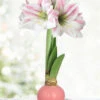 Menu Pink Lady Waxed Amaryllis -Holland Bulb Farms 92420 pink lady waxed amaryllis