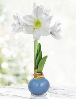 Menu Clear Days Waxed Amaryllis