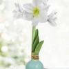 Menu Sea Glass Waxed Amaryllis -Holland Bulb Farms 92424 sea glass waxed amaryllis