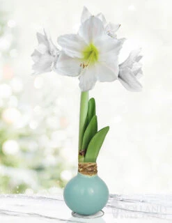 Menu Sea Glass Waxed Amaryllis