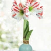 Menu Spring Sunset Waxed Amaryllis -Holland Bulb Farms 92425 spring sunset waxed amaryllis