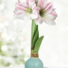 Menu Spirit Of Spring Waxed Amaryllis -Holland Bulb Farms 92426 spirit of spring